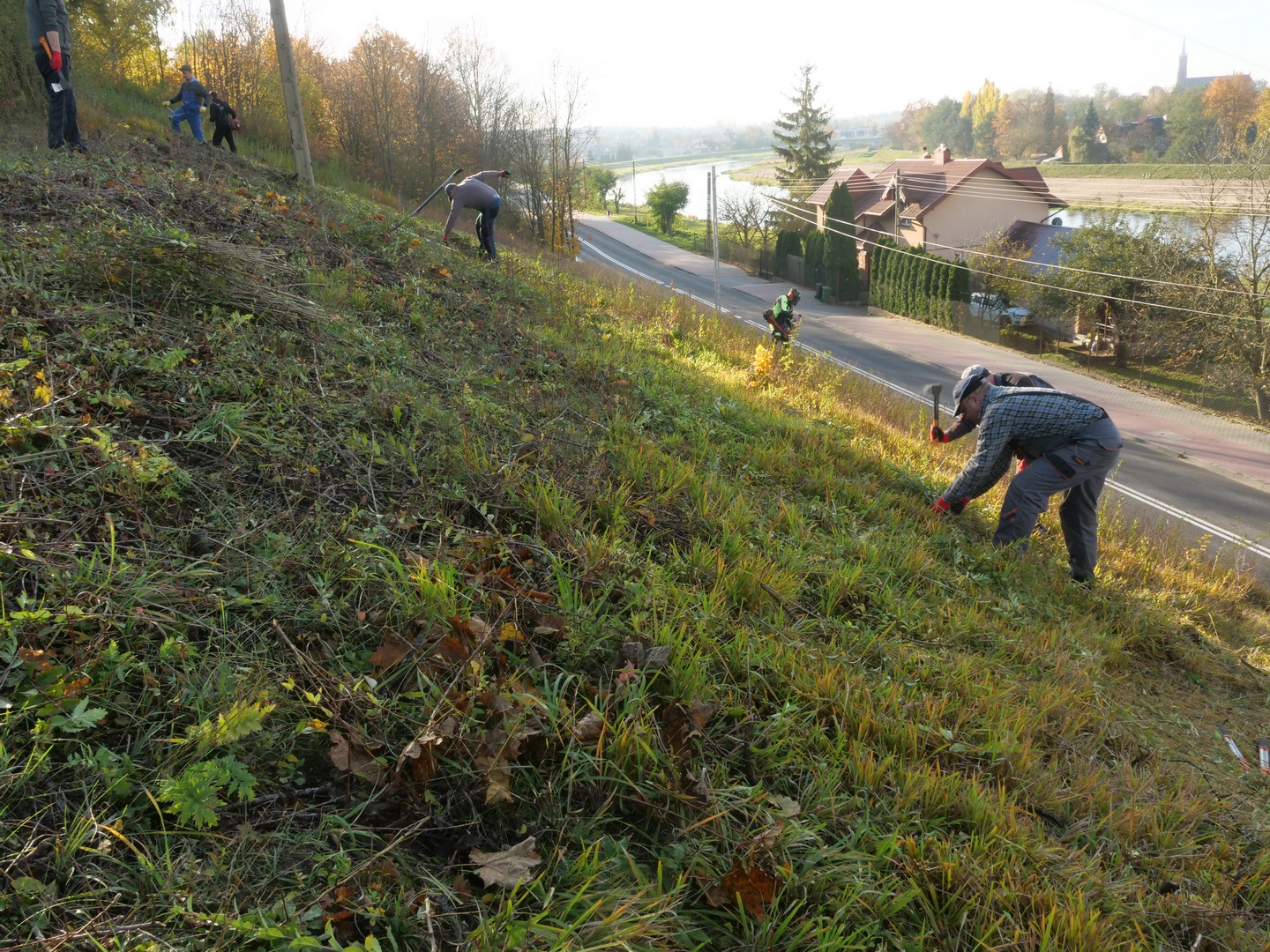 Zawilec koszenie 23.10.25 12