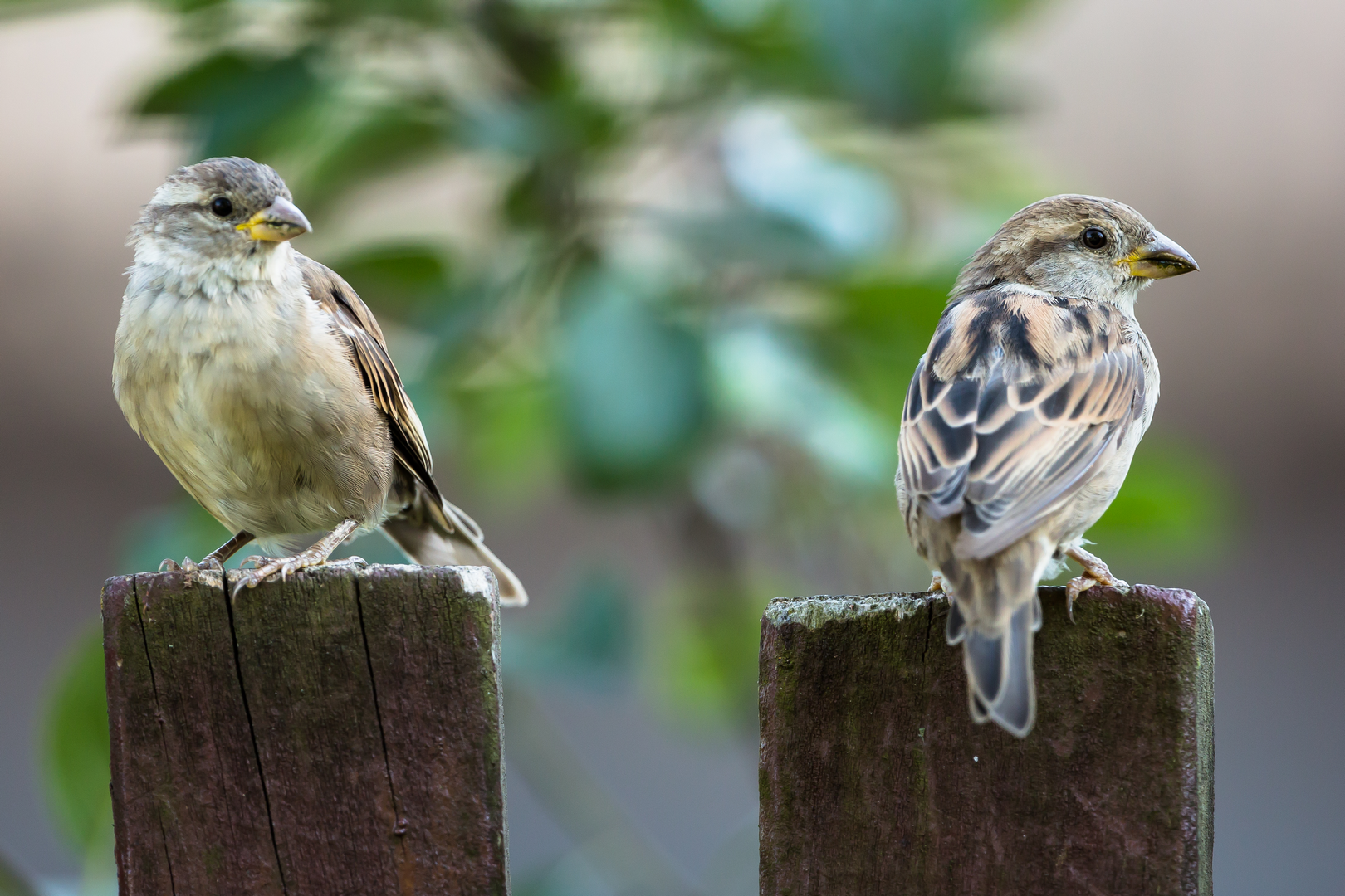 Międzynarodowy dzień wróbla