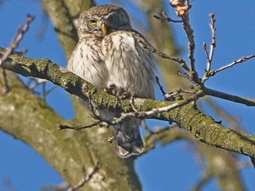 Sezon na sowy w Sulejowskim PK., 