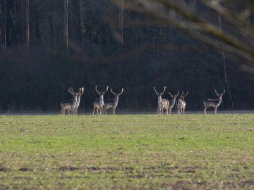 NA TEN NOWY ROK… czyli o przysłowiach i złotych myślach á propos., 
