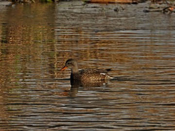 Monitoring Zimujących Ptaków Wodnych na Pilicy – 2026, <p>krakwa - samica</p>