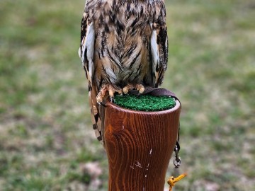 Noc sów w Moszczenicy - 2026, 