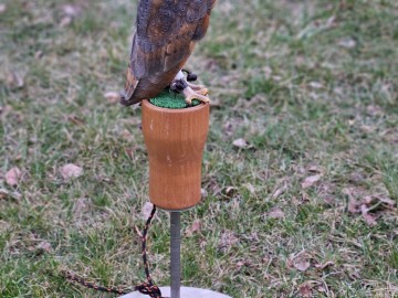 Noc sów w Moszczenicy - 2026, 