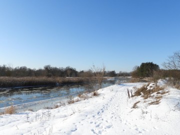 Wyniki Monitoringu Zimujących Ptaków Wodnych na Pilicy, 