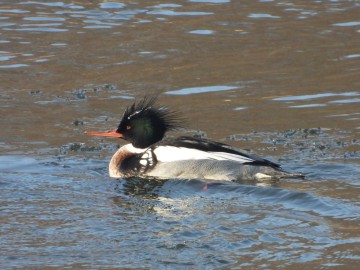 Wyniki Monitoringu Zimujących Ptaków Wodnych na Pilicy, <p>szlachar</p>