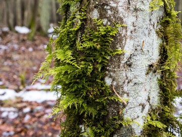 W oczekiwaniu na wiosnę rezerwat Czarna Rózga 2026, 