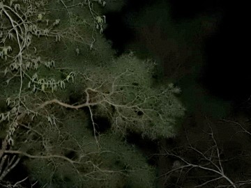 Noc sów w Spalskim Parku Krajobrazowym, 