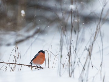 Zimowe obrazy w PPK 2026., 