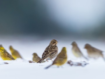 Zimowe obrazy w PPK 2026., 