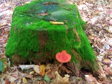 Ozorek dębowy - gatunek podlegający ochronie częściowej, <p>fot. S. Piskorski</p>