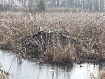 Ptakoliczenie 2020 w Załęczańskim Parku Krajobrazowym, 
